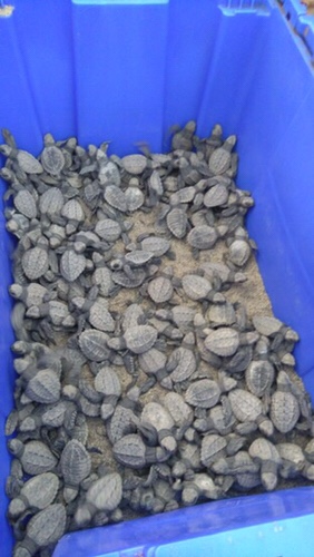 Baby sea turtles at Campamiento de Tortugas