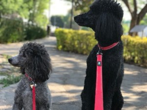 Sophie & Izzy on Av. Universidades