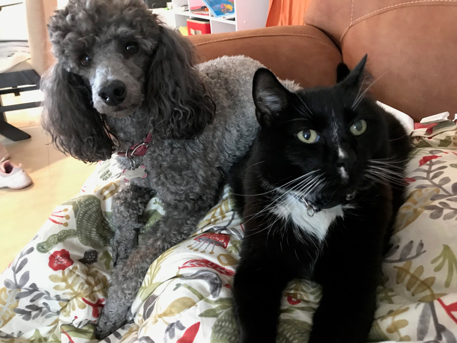 Izzy and Jack attending the patient