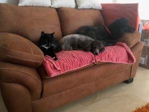 Poodles (and Jack) lounging around