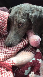 Izzy on the way back home.