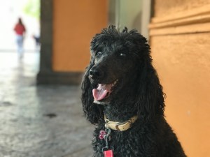 My beautiful poodle, Sophie!